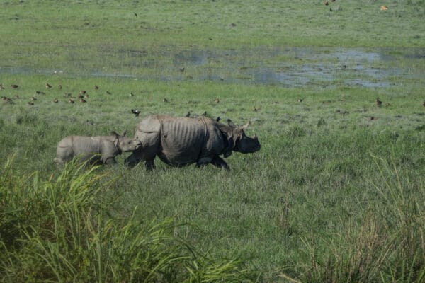 One-horned rhino in Kaziranga National Park